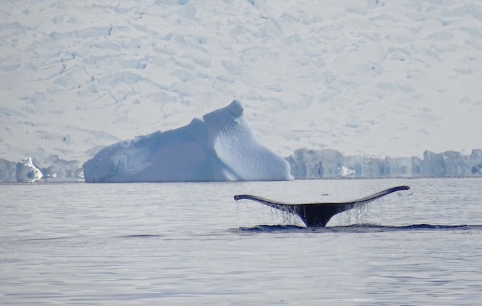 Humpback whale tail in Argentine Antarctica