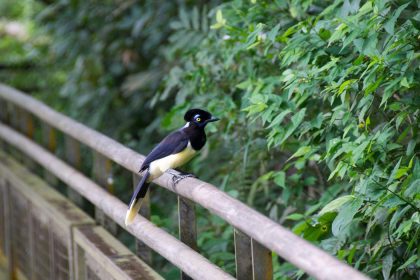 bird in the Iguazu falls trail