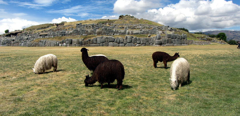 peruvian animals in archaeological ruins background