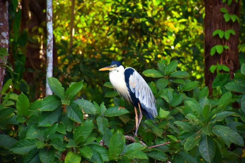 bird in the Tombopata rainforest