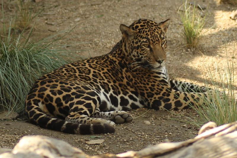 jaguar en iguazu descansando