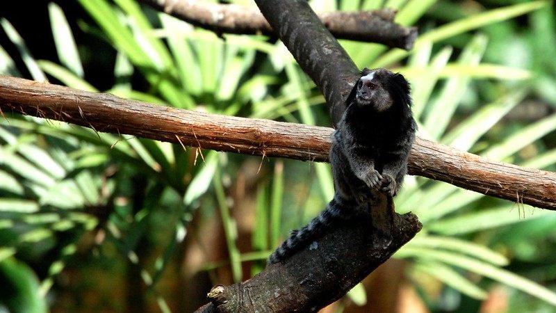 Mono sobre los árboles en Iguazú