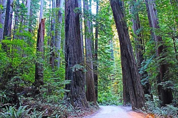 Secuoyas en el Parque Nacional Redwood