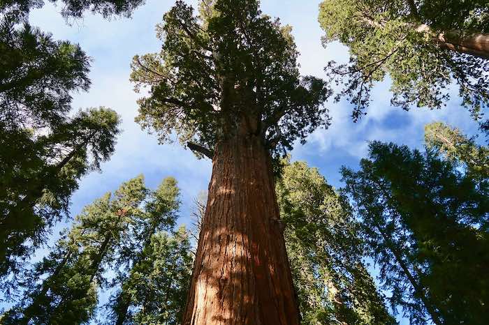 Giant sequoia in the Sequoia National Park