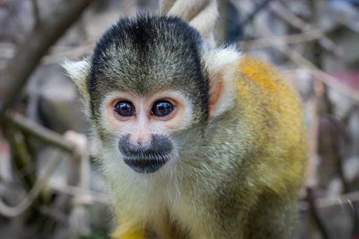 Close-up of a squirrel monkey