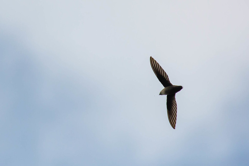 swift flying in Iguazu