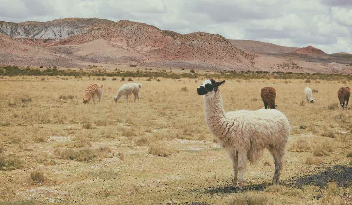 Alpacas en un campo árido en Sudamérica
