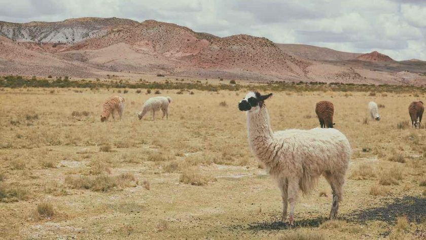 Alpacas in a field in South America