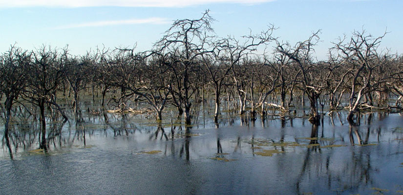 trees flooded by water in bañado la estrella