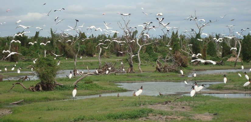 animals in the wetland bañado la estrella in formosa argentina