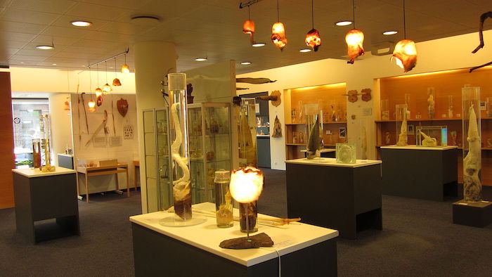 The Iceland Phallological Museum