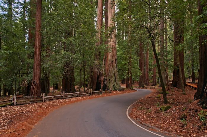 Road between redwood trees