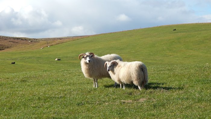 Sheep in the grass in Iceland