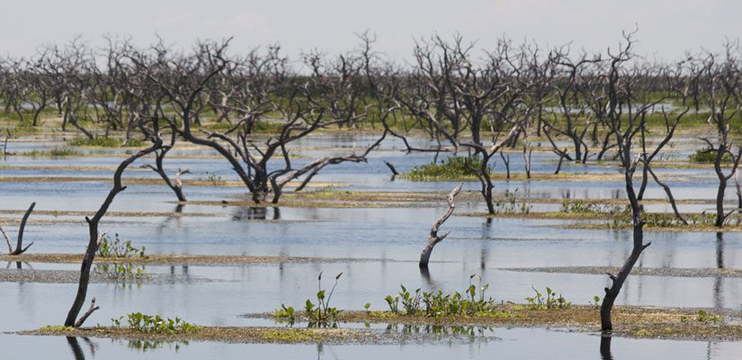 dry trees in the wetland bañado la estrella in formosa
