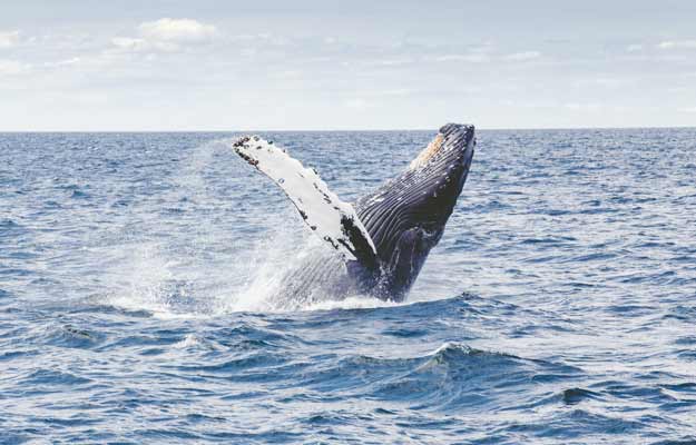 Blue whale Mexico