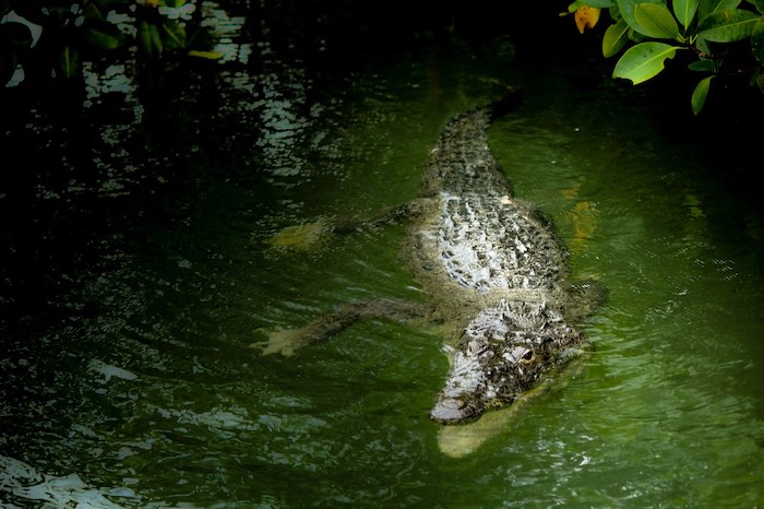 crocodile dans la réserve sian ka an