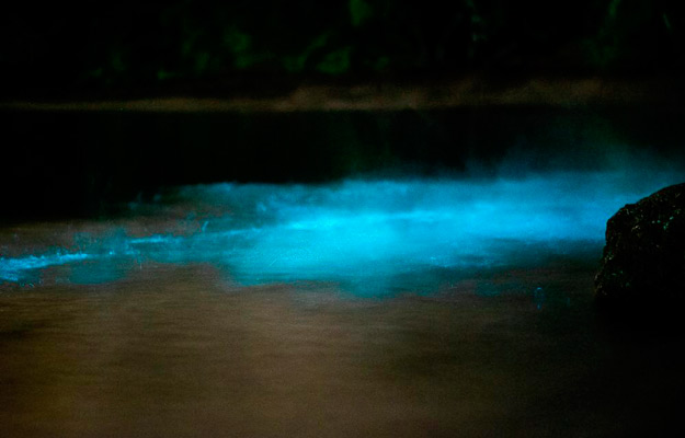Agua bioluminiscente Nicoya