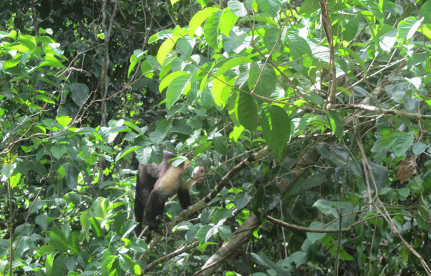 Capuchino route Drake Bay - San Josecito