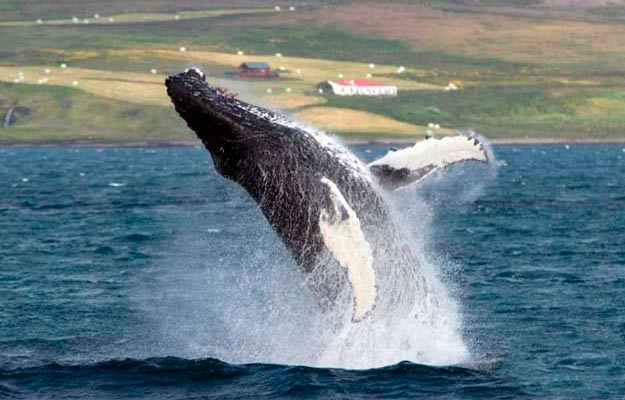 Ballena en el mar de Hólmavík