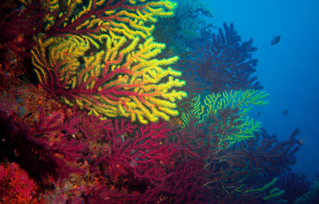 Medes Islands coral