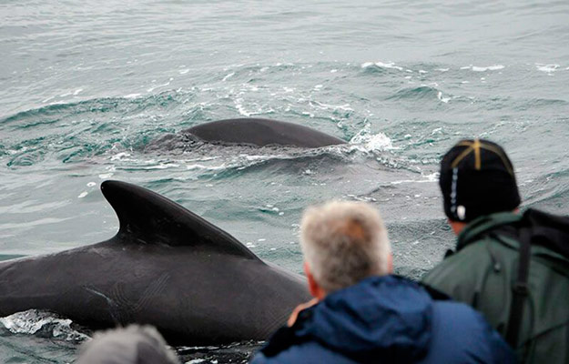 Avistamineto de ballenas en Ólafsvík