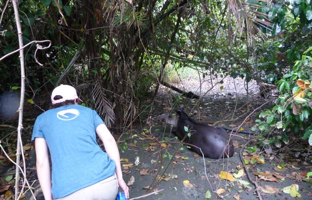 Wild Tapir in Corcovado