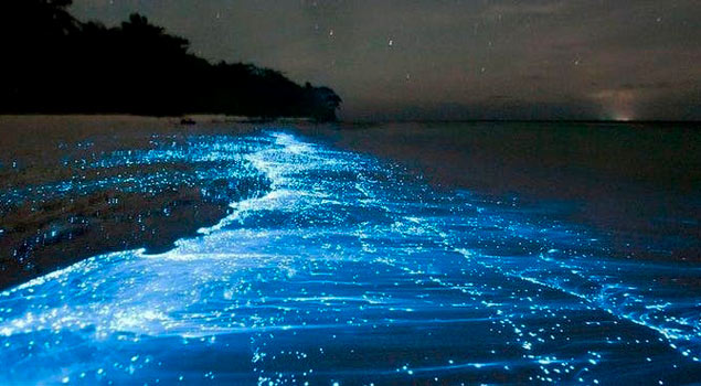 bioluminescence in the beaches of Holbox