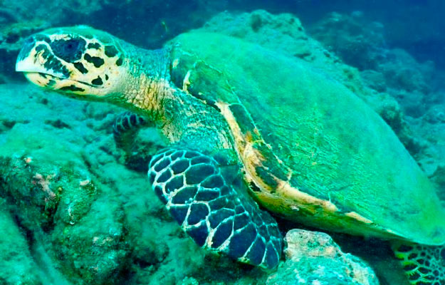 Turtle on Caño Island reef