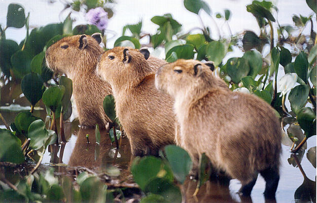 crias de capibaras en el parque manu