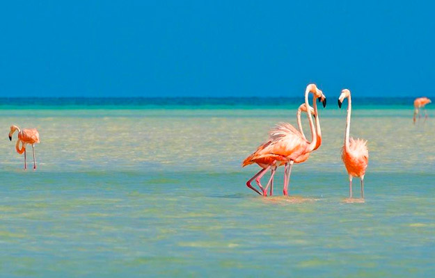 Flamencos rosados en Isla de la Pasión