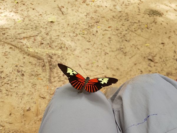 papillon d'amazone