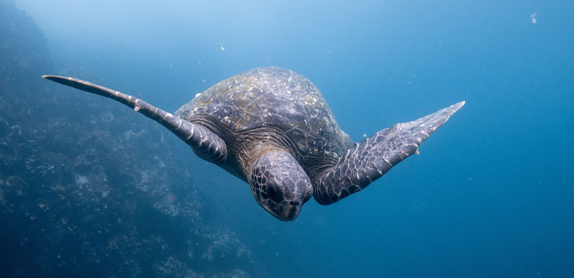tortue dans les îles galapagos