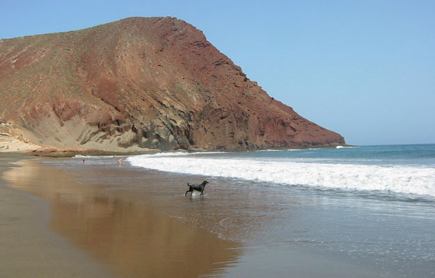 Perro pequeño en la playa Tejita