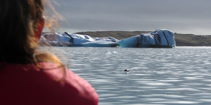 seal in jokulsarlon glacier lagoon