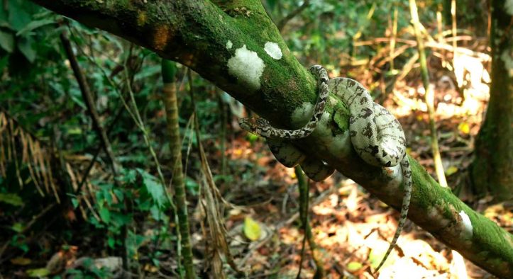 Parque Nacional del Manu: ¿Qué lo hace especial?