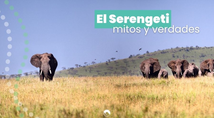 mitos y verdades del serengeti
